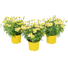 Drei Margeriten im Topf