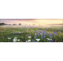 Eine Wiese mit Wildblumen im Morgenlicht