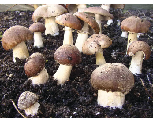 Eine Gruppe von braunen Champignons, die in der Erde wachsen.
