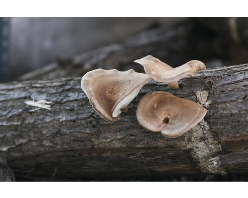 Shiitake Pilze auf einem Baumstamm
