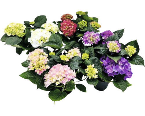 Hortensie Mix 6+ Blüten FloraSelf Hydrangea macrophylla Ø 14 cm Topf zufällige Sortenauswahl