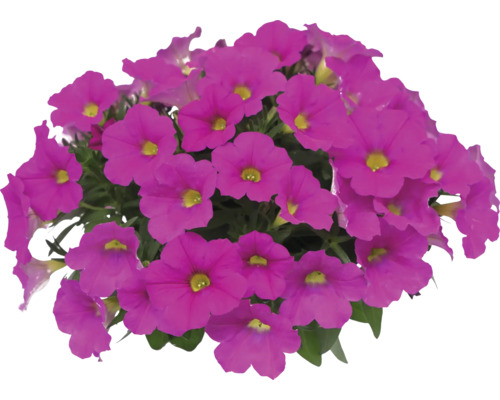 Petunie FloraSelf Petunia 'Power Sister' Ø 12 cm Topf pink