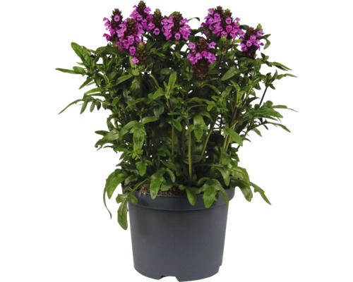 Braunelle FloraSelf Prunella hybride Purple Co 3 L