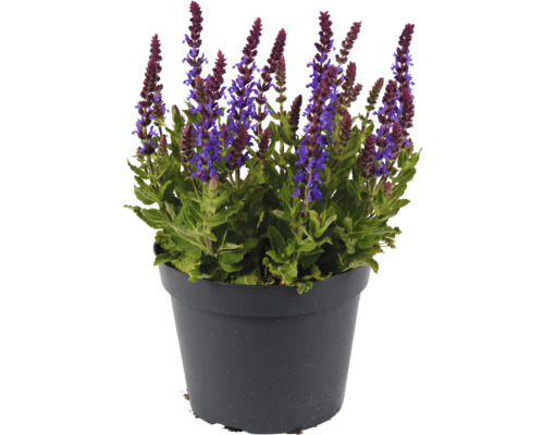 Steppen-Salbei, Hainsalbei, Ziersalbei FloraSelf Salvia nemorosa Marvel Blue Co 1 L