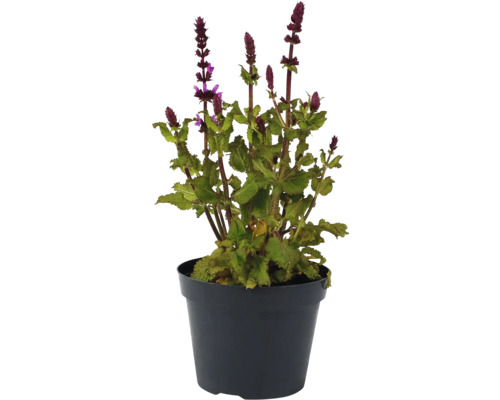 Steppen-Salbei, Hainsalbei, Ziersalbei FloraSelf Salvia nemorosa Marvel Pink Co 1 L