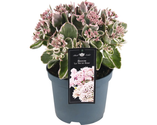 Pracht-Fetthenne FloraSelf Sedum telephium La Vie en Rose Co 3 L