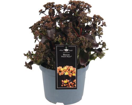 Pracht-Fetthenne FloraSelf Sedum telephium Peach Pearl Co 3 L