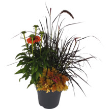 Blumenarrangement im Topf mit Zinnien und Ziergräsern
