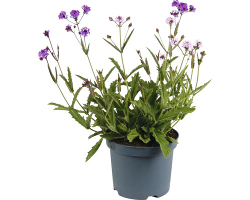 Eisenkraut FloraSelf Verbena Polaris Sky Duo Co 3 L Prämierte Sorte