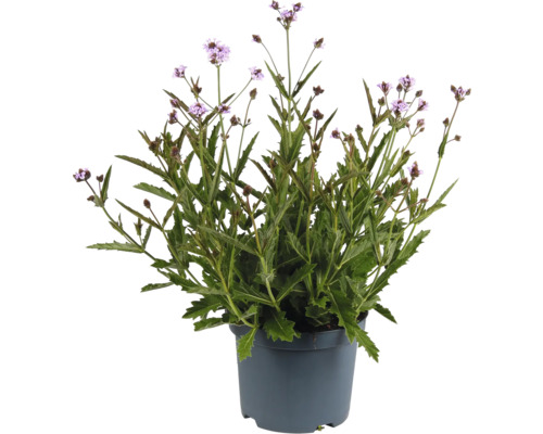 Eisenkraut FloraSelf Verbena Polaris Sky Blue Co 3 L Prämierte Sorte