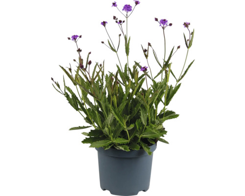 Eisenkraut FloraSelf Verbena Polaris Sky Lila Co 3 L Prämierte Sorte