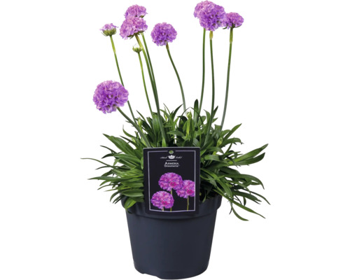 Grasnelke 'Dreameria'® FloraSelf Co 1 L