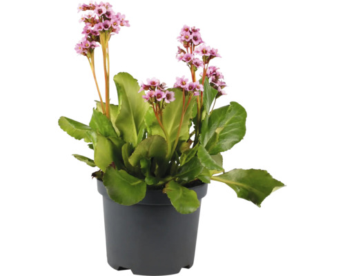 Bergenie FloraSelf Bergenia cordifolia 'Fairy Romance' Co 3 L