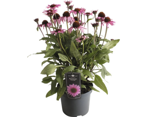 Sonnenhut FloraSelf Echinacea 'Premium Blush' Co 3 L