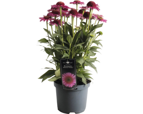 Sonnenhut FloraSelf Echinacea purpurea 'Delicious Candy' Co 3 L