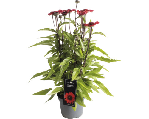 Sonnenhut FloraSelf Echinacea 'Premium Red' Co 3 L