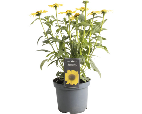 Sonnenhut FloraSelf Echinacea 'Premium Yellow' Co 3 L