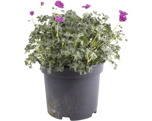 Storchschnabel FloraSelf Geranium Karmina Co 3 L