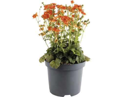 Nelkenwurz FloraSelf Geum coccineum 'Tempo Orange' Co 1 L