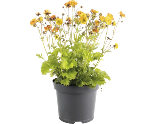 Nelkenwurz FloraSelf Geum coccineum 'Tempo Yellow' Co 1 L