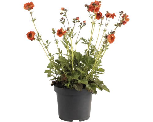 Nelkenwurz FloraSelf Geum 'Scarlet Tempest' Co 3 L