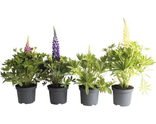 Lupine Lupinova-Serie FloraSelf Co 3 L, zufällige Sortenauswahl