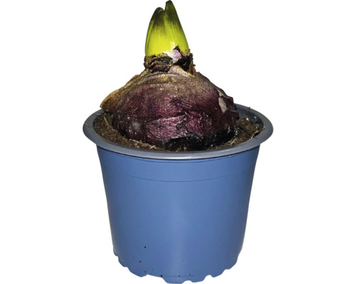 Hyazinthenzwiebel in einem blauen Topf