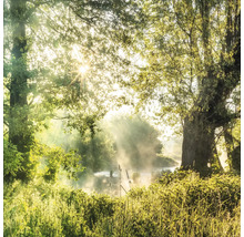 Morgenstimmung an einem Fluss mit Bäumen und Pflanzen
