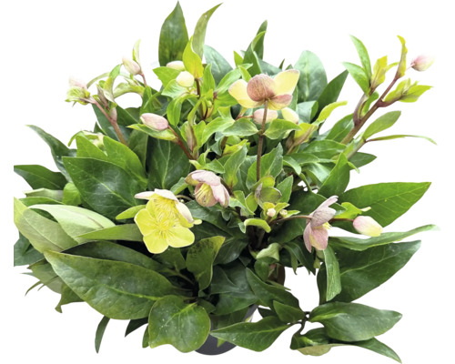 Helleborus-Pflanze mit grünen Blättern und hellen Blüten