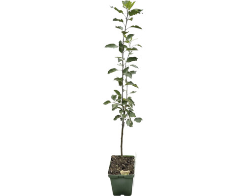 Bio Herbstapfel Busch FloraSelf Bio Malus domestica 'Cox Orange Pippin' Stammhöhe 35-40 cm Gesamthöhe 80-90 cm Co 5 L