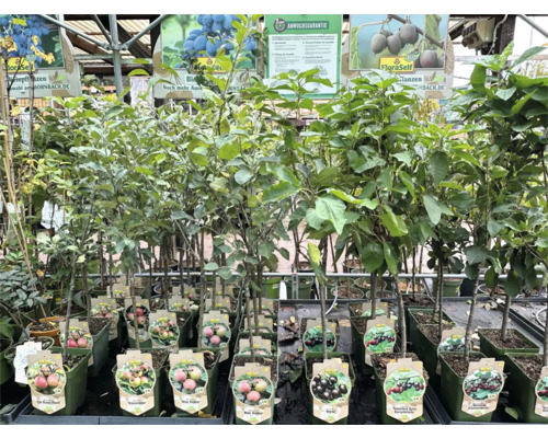 Reihe von Obstbaum Setzlingen in Töpfen zum Verkauf bei Hornbach.