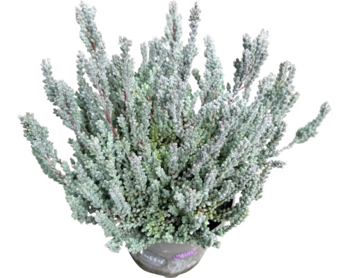 Knospenheide Gardengirls® 'Fluffy' FloraSelf Ø 11 cm Topf