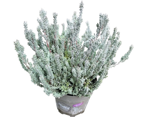 Silberblatt Pflanze im Topf