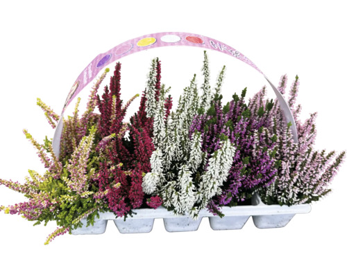 Knospenheide FloraSelf Calluna vulgaris Beauty Ladies High Five 10-er Pack