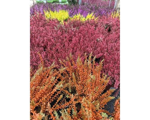 Knospenheide, Heidekraut Calluna vulgaris gefärbt Ø 10 cm Topf