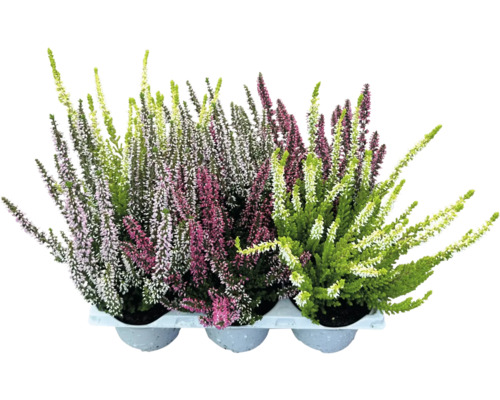 Knospenheide Calluna vulgaris 6-er Pack