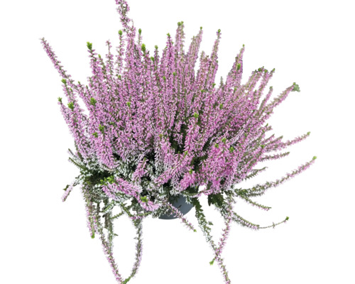 Einfarbige Knospenheide FloraSelf Calluna vulgaris Beauty Ladies Ø 17 cm Topf