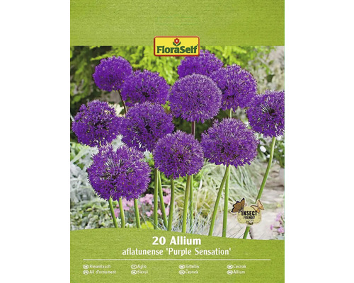 Blumenzwiebel Zierlauch FloraSelf ' Purple Sensation ' 20 Stück