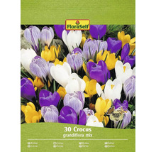 FloraSelf Krokus Grandiflora Mischung, 30 Stück, Insektfreundlich