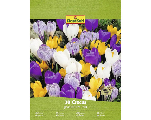 Blumenzwiebel Krokus FloraSelf ' Grandiflora Mischung ' 30 Stück