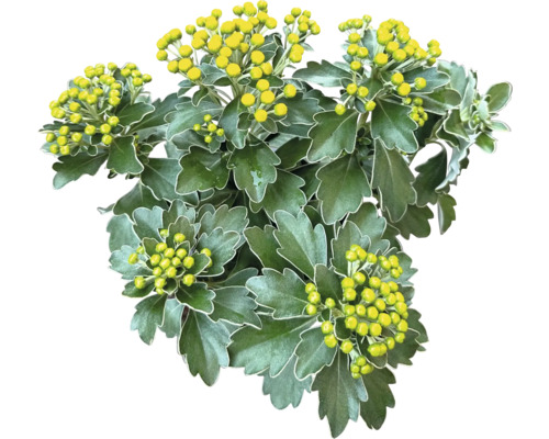 Chrysantheme mit gelben Blütenknospen und grünen Blättern