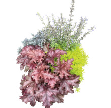 Nahaufnahme einer Heuchera Pflanze mit dekorativen Blättern und kleinen Blüten