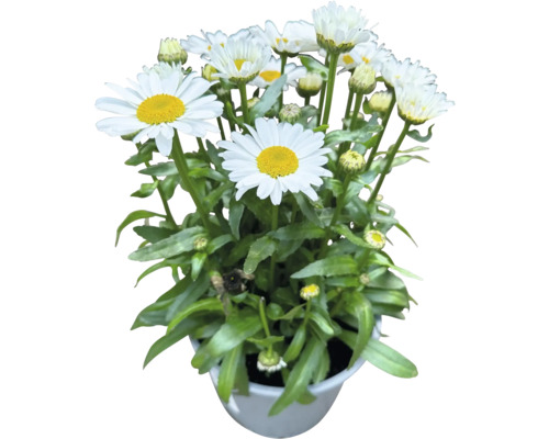 Gänseblümchen im Topf