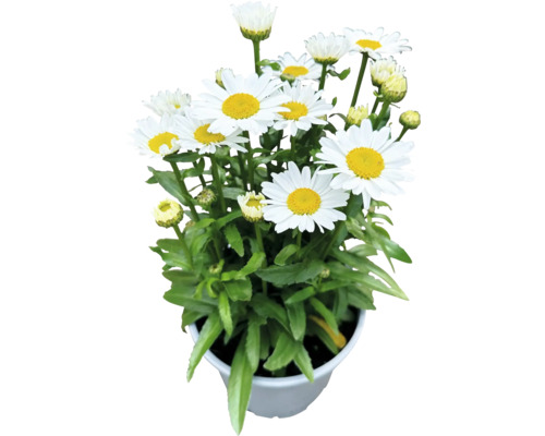 Niedrige Großblumige Margerite FloraSelf Chrysanthemum /Leucanthemum maximum 'Dwarf Snow Lady' H 10-30 cm Co 3 L