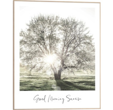 Gerahmtes Bild mit Baum im Morgenlicht