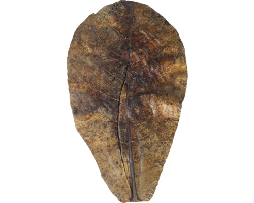 Trockenes Blatt mit Blattadern