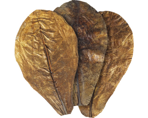 Drei getrocknete Blätter