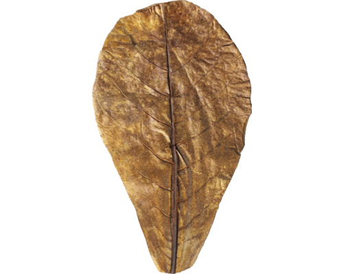 Trockenes Blatt mit Blattadern