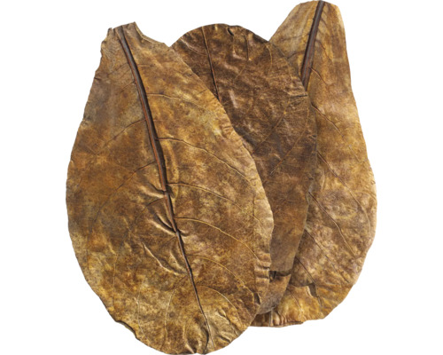 Drei getrocknete Blätter für Aquarien