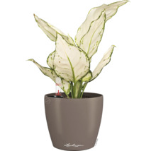 Blumentopf CLASSICO Color 12 Lechuza Kunststoff 11,8 x 11,8 x 13,2 cm muskat